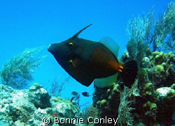 Filefish seen in Grand Cayman August 2008.  Photo taken w... by Bonnie Conley 
